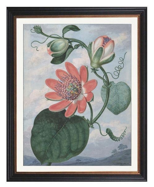 Exceptional Art Passion Flower Print - Sydenham Teak Edwards Framed Print