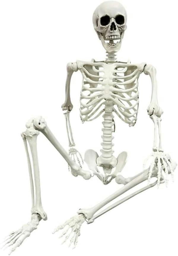 Halloween Life Size Poseable Skeleton Prop 165cm - Realistic Human Skeleton Decoration image 12