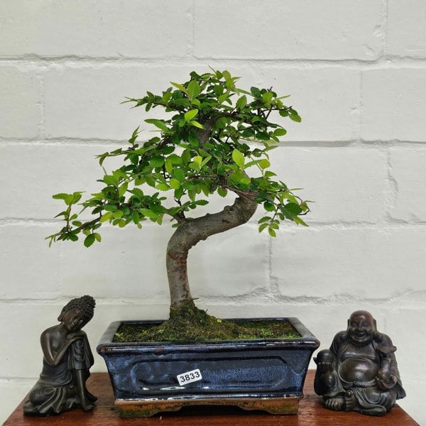 Yorkshire Bonsai Chinese Elm (Ulmus Parvifolia) Bonsai Tree | Shaped | In 20cm Pot