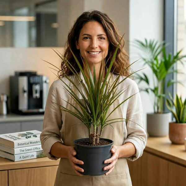 Dracaena Marginata 3 Stem Dragon Tree – Elegant Architectural Tropical Indoor Houseplant