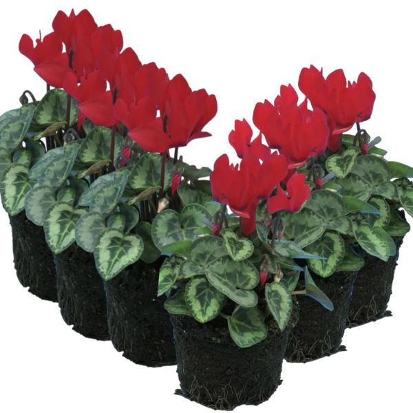 Cyclamen Silver Leaf Scarlet 10.5cm Pot Pack of 3 & 6 Flowering Outdoor Plants