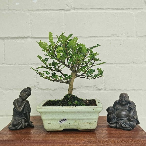 Yorkshire Bonsai Chinese Pepper (Zanthoxylum Pipertum) Bonsai Tree | Broom | In 15cm Pot