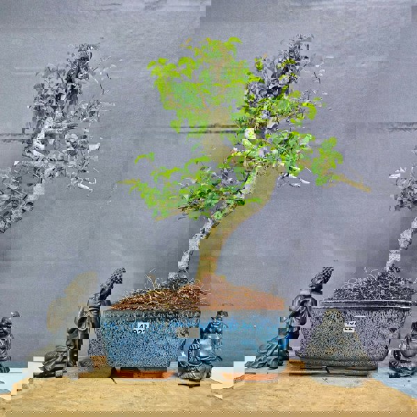 Yorkshire Bonsai Chinese Privet (Ligustrum Sinense) Bonsai Tree | Shaped | In 20cm Pot