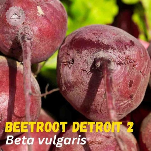 Beetroot Detroit 2 Seeds