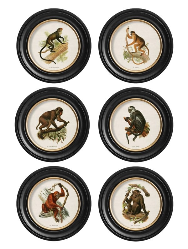 Exceptional Art c.1910 Collection of Primates in Round Frames