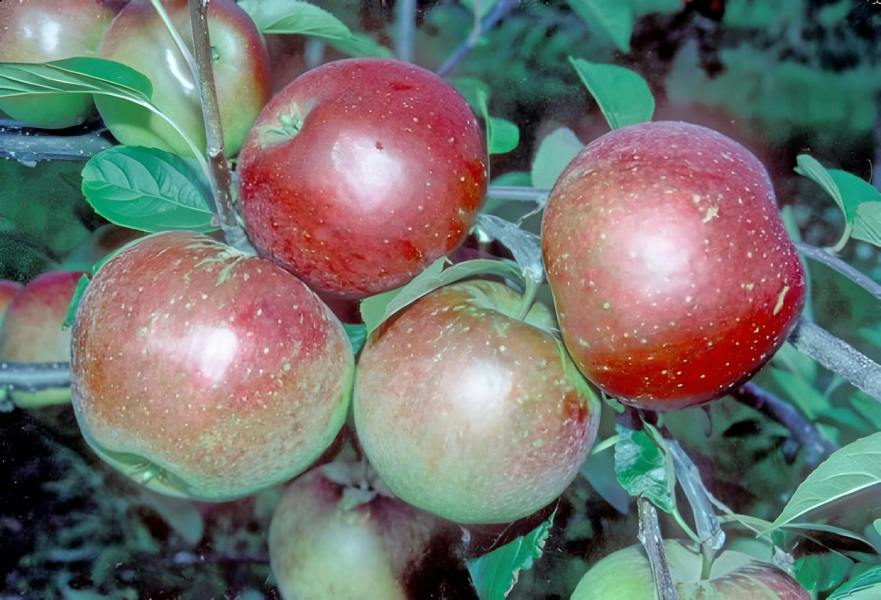 Direct Plants Laxton's Superb Apple Tree 4-5ft Bare Root Fruit Tree by Direct Plants