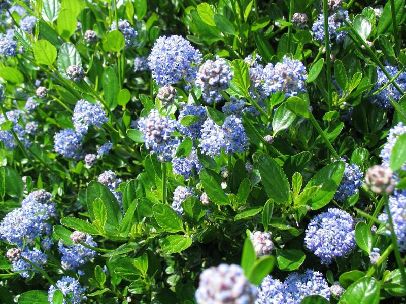 Direct Plants Ceanothus Victoria Californian Lilac Shrub 4-5ft Supplied in a 5 Litre Pot