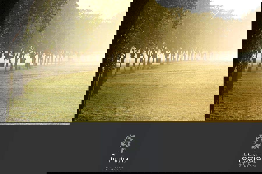 misty trees art print