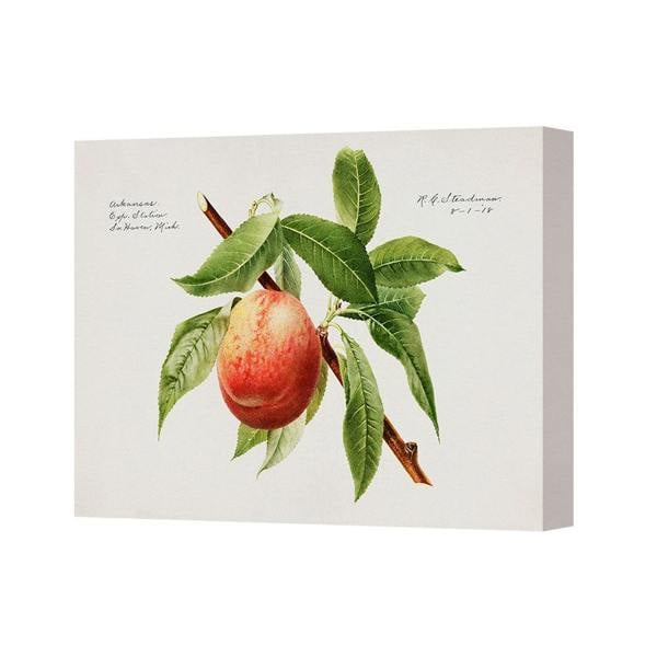 Benjamin Tate Design Vintage Peach On Branch Botanical Canvas Wall Art Print