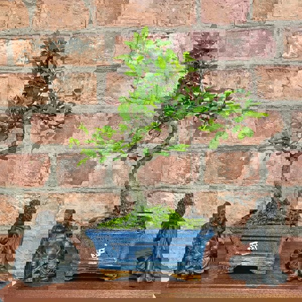 Yorkshire Bonsai Chinese Elm (Ulmus Parvifolia) Bonsai Tree | Shaped | In 15cm Pot