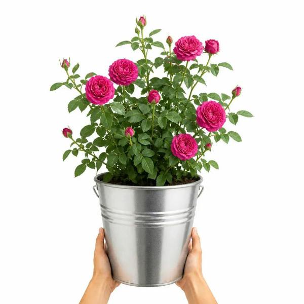 5L Rose Let's Celebrate Dark Pink Rose Bush- Beautiful Flowering Garden Plant