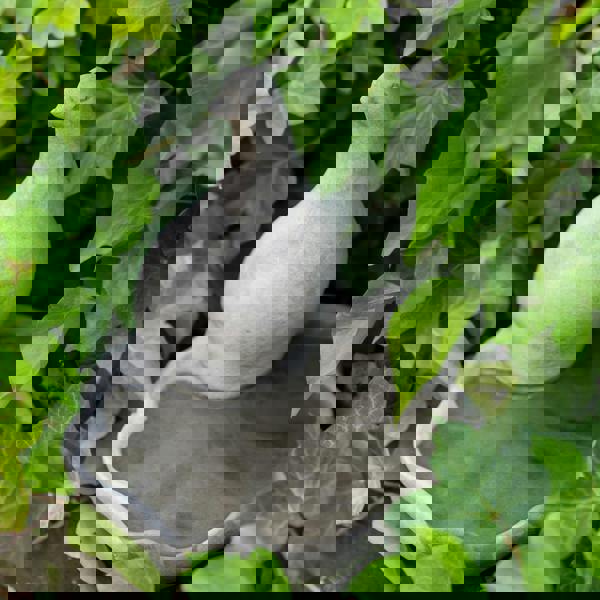 Floor level Birdbath with Perching Pigeon / Bird feeder