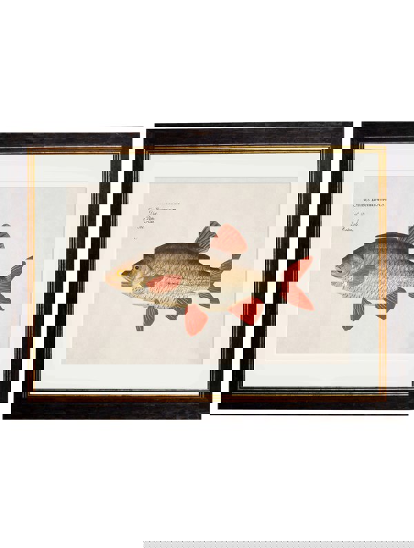 Exceptional Art c.1785 Fresh Water Fish