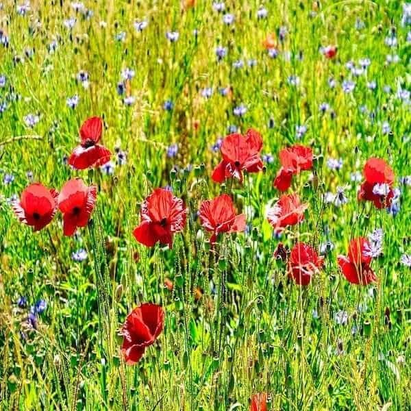 doff wildflower seed mixture