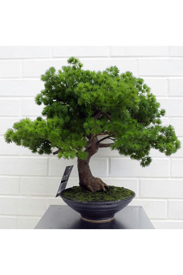 Dyzi 50cm Artificial Luxury Pine Bonsai in Black Ceramic Planter