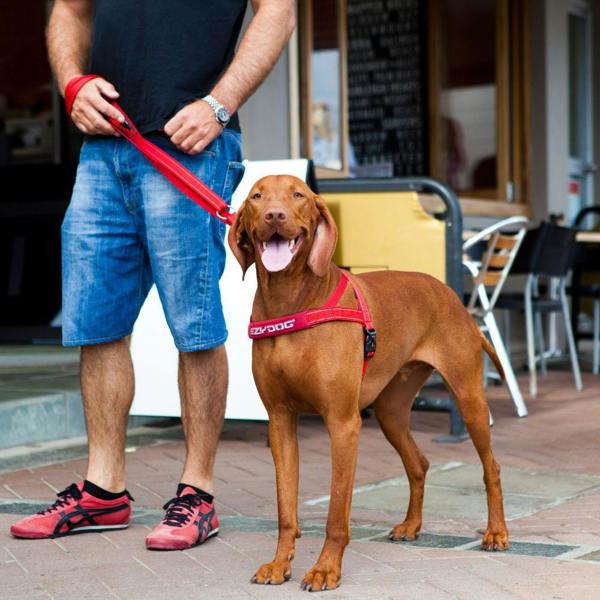 EzyDog Quick Fit Dog Harness in Red