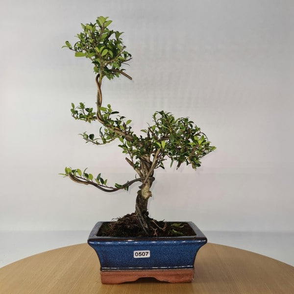 Japanese Holly (Ilex Crenata) Bonsai Tree | Shaped | In 15cm Pot