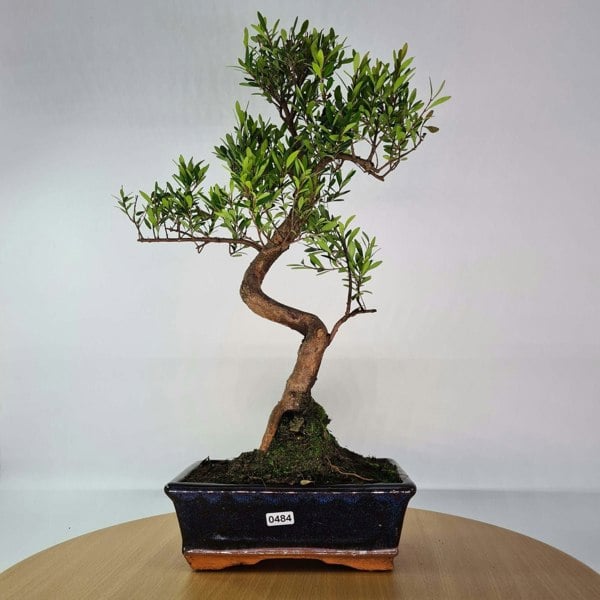 Brush Cherry (Syzygium) Bonsai Tree | Shaped | In 20cm Pot - Yorkshire Bonsai