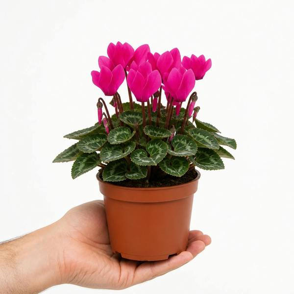 Cyclamen Deep Rose 10.5cm Pot Pack of 3 & 6 Flowering Outdoor Plants Plants By Post