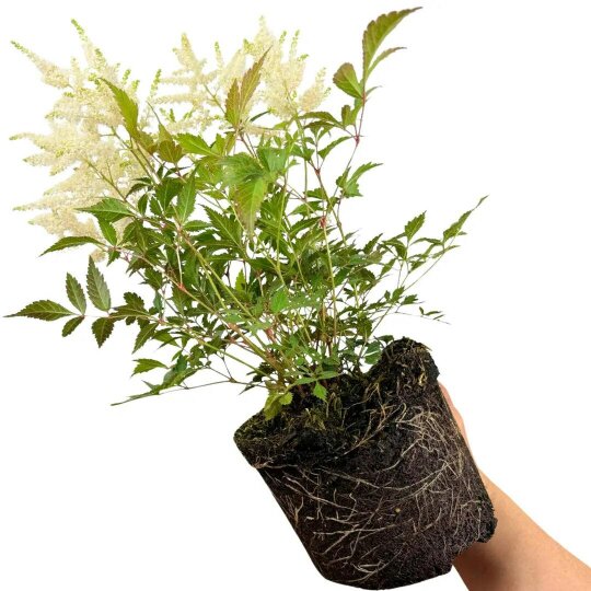 Astilbe Ton Glorie White False Spirea Perennial Plant 2L Pot