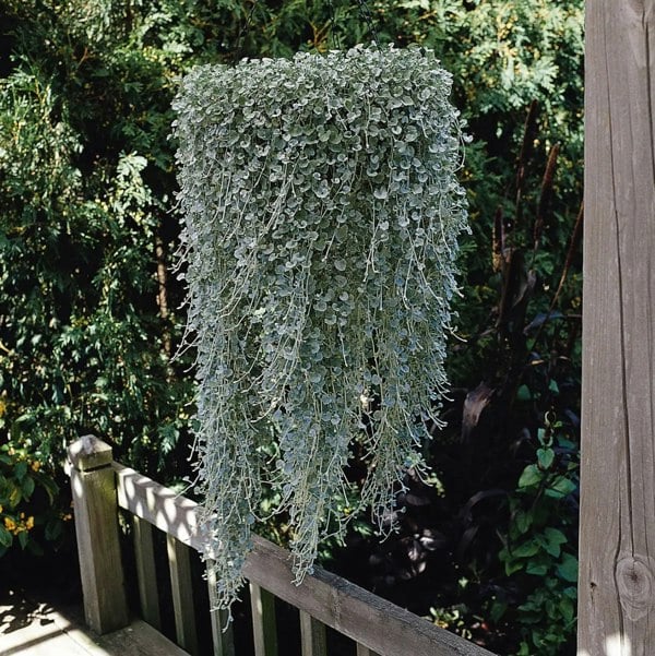 Dichondra Silver Falls 9cm In Recyclable Pots x 3 Plants plants by post