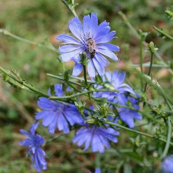 Dry area wildflower seed mix with hardy, drought-resistant wildflowers suited for UK gardens with poor or sandy soil.