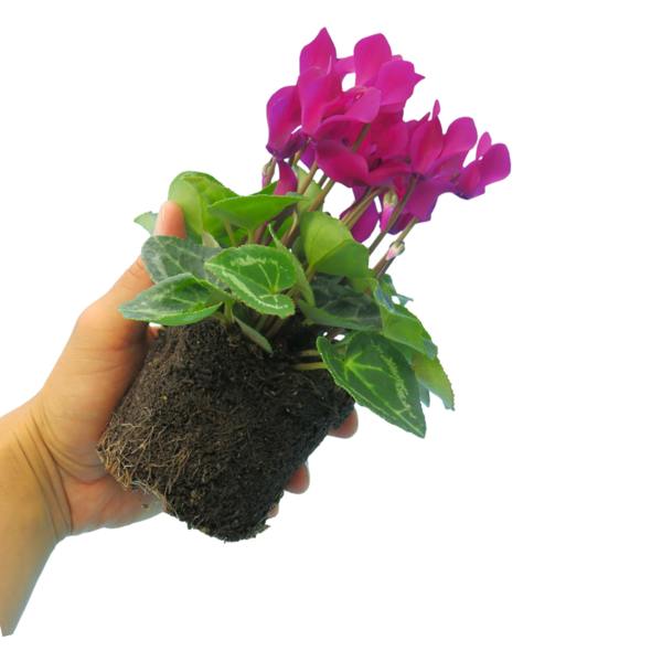 Cyclamen Purple 10.5cm Pot Pack of 3 & 6 Flowering Outdoor Plants