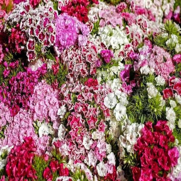 dianthus barbatus auricula eyed mixed