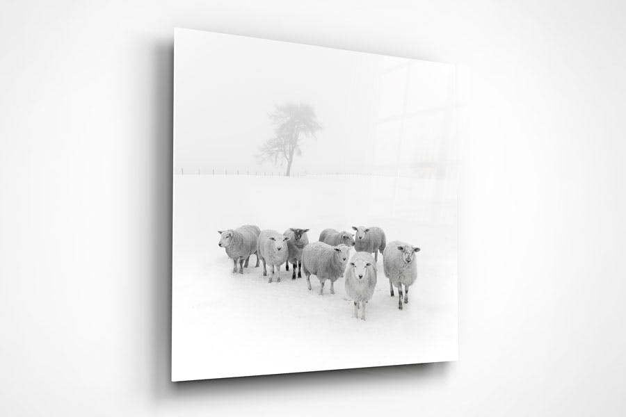 flock of sheep art print