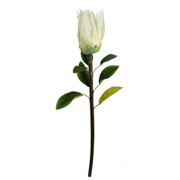 Leaf Pack of 6 x 65cm Protea Sugarbush Flower Stem - White