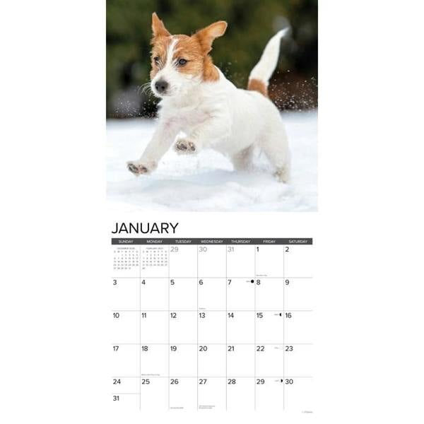 Just Jack Russell Puppies Calendar 2027, Wall Calendars, Month To View, Dogs, Gift