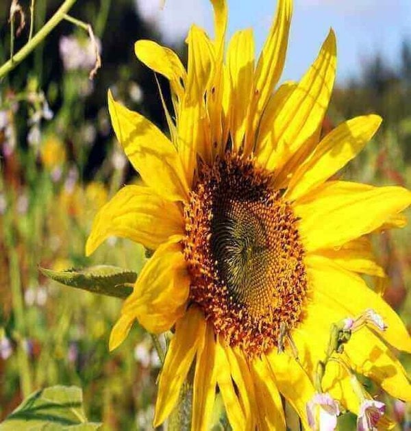 dwarf sunflower seeds