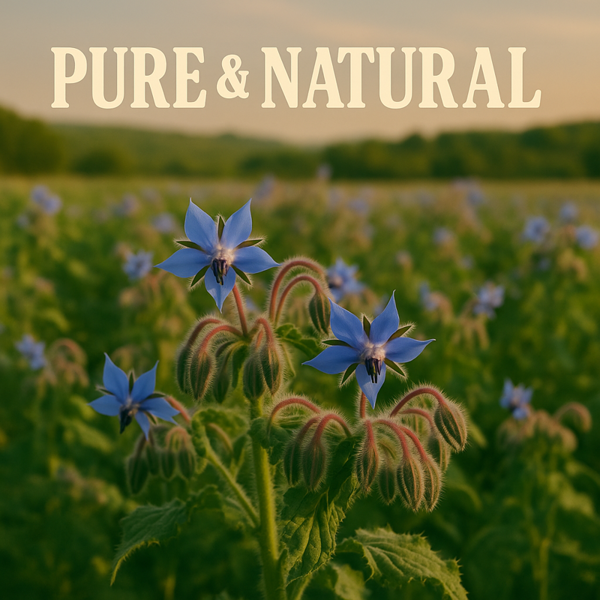 Ol'Vita Borage Seed Oil | Cold Pressed | Unrefined