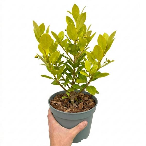 Griselinia Littoralis 'New Zealand Broadleaf' Evergreen Hedging 2L Pot The Rose Press Garden