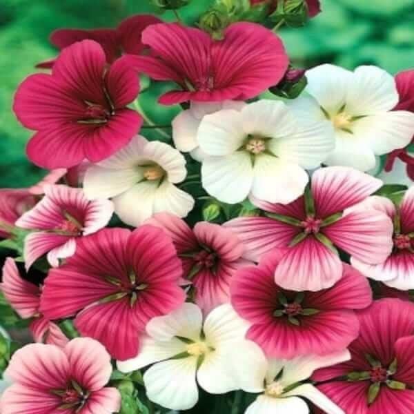 malope trifida mixed seed