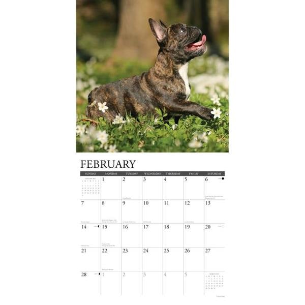 Just French Bulldog Puppies Calendar 2027, Wall Calendars, Month To View, Dogs, Gift