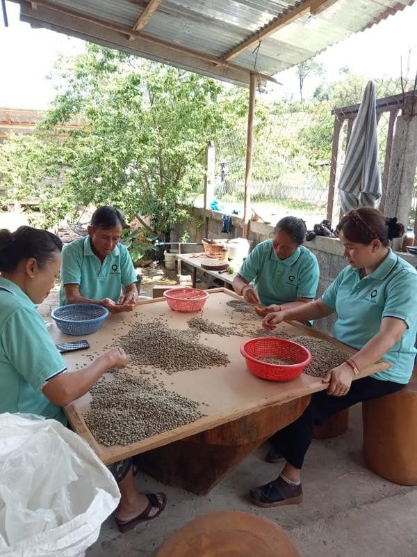Yoyo Laos Sauce LAO SAOLA COFFEE BLEND - ROASTED ARABICA WHOLE BEAN