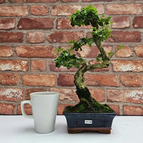 Yorkshire Bonsai Chinese Privet (Ligustrum Sinense) Bonsai Tree | Shaped | In 15cm Pot