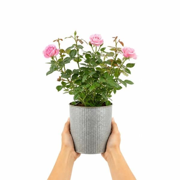 3L Pink Patio Rose Outdoor Garden Rose in Decorative Pot