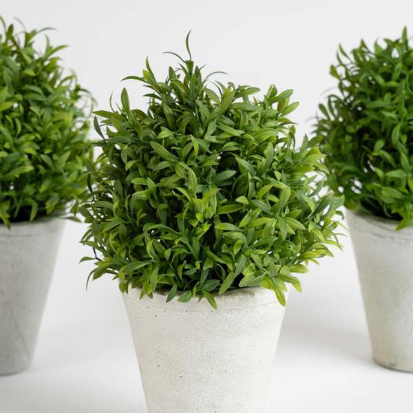 Scottish Everlastings Set of 3 Topiary Plants in Cement Pot