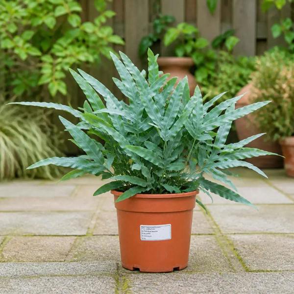 Phlebodium Blue Fern Blue Star Fern 17cm Pot – Easy Care Pet Friendly Indoor Houseplant