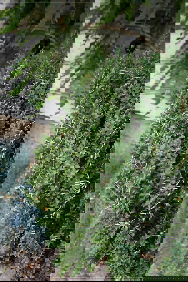 Luxform Solar 100 Led Copper Wire Microlight White Sevilla