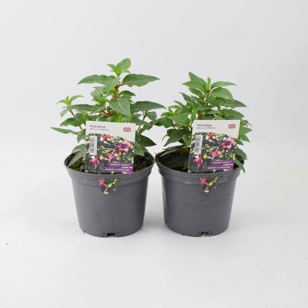Fuchsia Bella Mariska 1L Pot x 2 plants by post