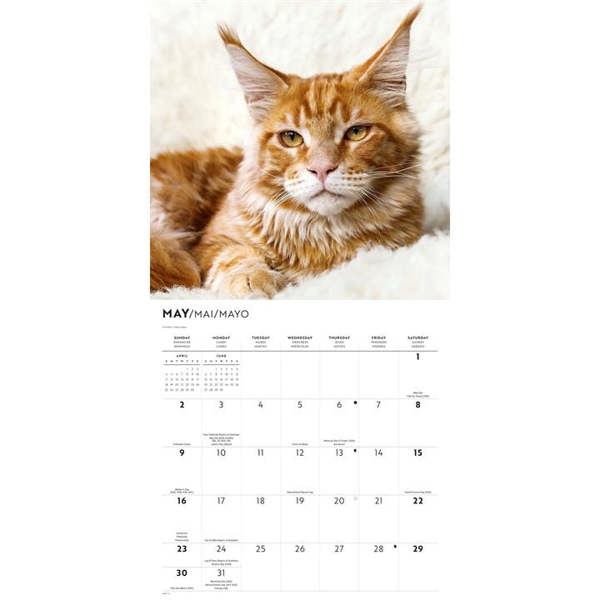 Maine Coon Cats Calendar 2027, Wall Calendars, Month To View, Cats, Gift
