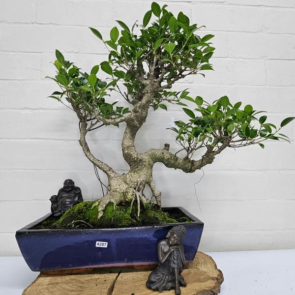 Yorkshire Bonsai Ficus Microcarpa (Banyan Fig) Large Indoor Bonsai Tree | Shaped | In 35cm Pot