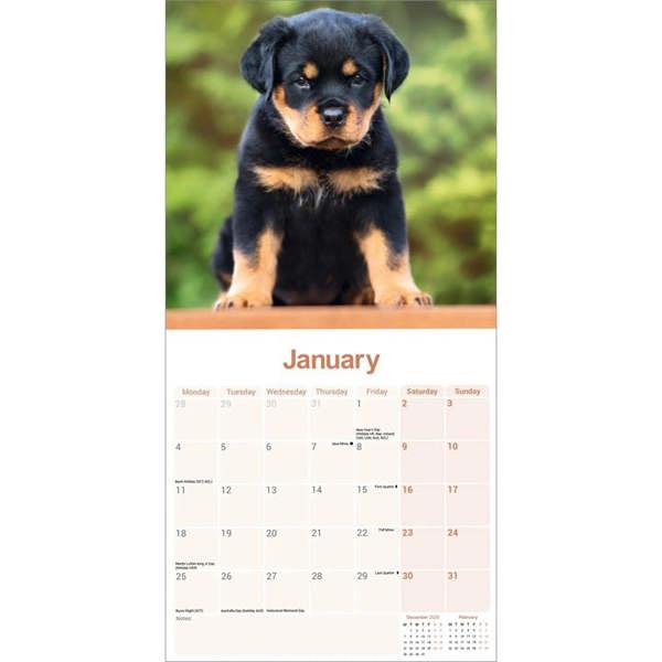 Rottweiler Calendar 2027, Wall Calendars, Month To View, Dogs, Gift
