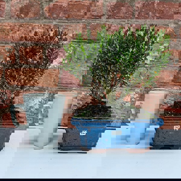 Yorkshire Bonsai Boxwood (Buxus Harlandii) Bonsai Tree | Broom | In 20cm Pot