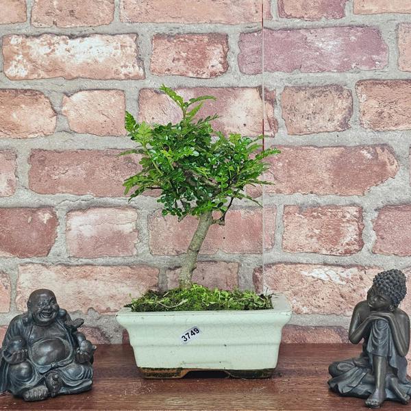 Yorkshire Bonsai Chinese Pepper (Zanthoxylum Pipertum) Bonsai Tree | Broom | In 20cm Pot