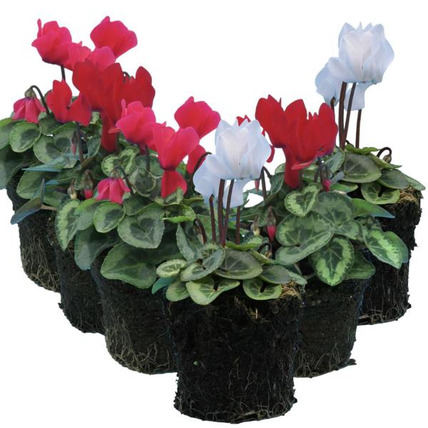 Cyclamen Silver Leaf Growers Selection 10.5cm Pot Pack of 3 & 6 Flowering Outdoor Plants
