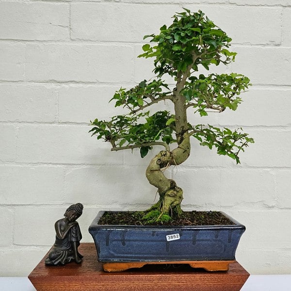 Yorkshire Bonsai Chinese Privet (Ligustrum Sinense) Bonsai Tree | Shaped | In 25cm Pot